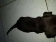 pretinha