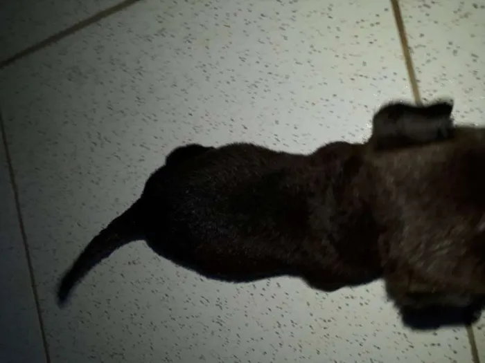 Cachorro raça vira lata idade Abaixo de 2 meses nome pretinha