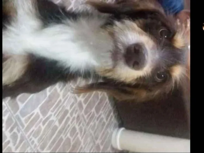 Cachorro ra a Mestiça idade 7 a 11 meses nome Zuma 