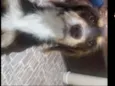 Zuma