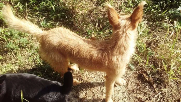 Cachorro ra a SRD idade 4 anos nome Estopinha