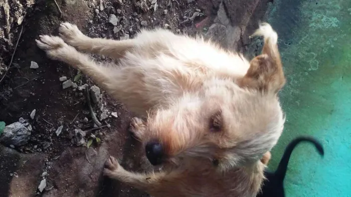 Cachorro ra a SRD idade 4 anos nome Estopinha