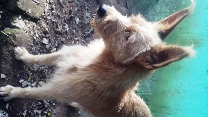 Cachorro ra a SRD idade 4 anos nome Estopinha