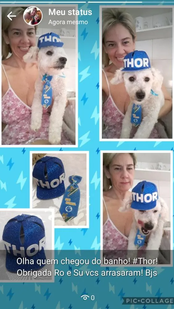 Cachorro ra a Poodle  idade 2 anos nome Thor