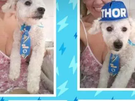 Cachorro ra a Poodle  idade 2 anos nome Thor