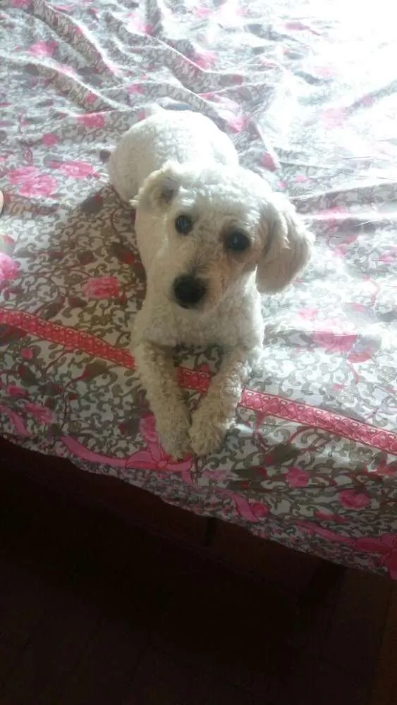 Cachorro ra a Poodle  idade 2 anos nome Thor