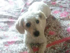 Cachorro raça Poodle  idade 2 anos nome Thor