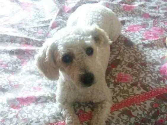 Cachorro ra a Poodle  idade 2 anos nome Thor
