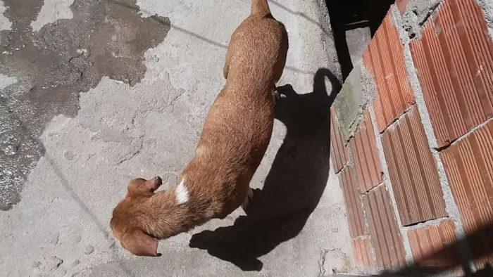 Cachorro ra a Não sei idade  nome Jujuba