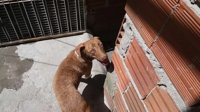 Cachorro ra a Não sei idade  nome Jujuba