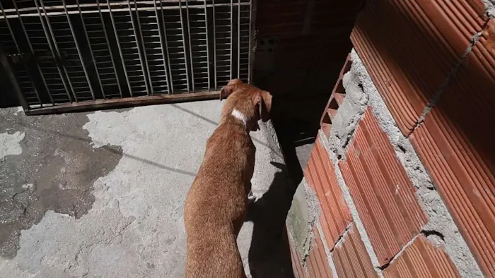Cachorro ra a Não sei idade  nome Jujuba