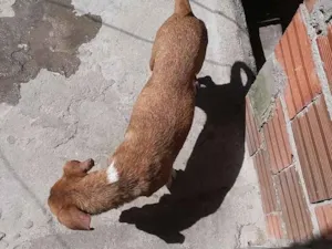 Cachorro raça Não sei idade  nome Jujuba
