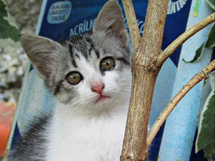 Gato raça Gato Europeu idade 2 a 6 meses nome Não tem