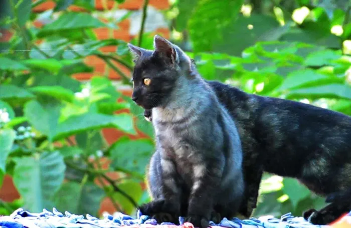 Gato raça Europeu idade 2 a 6 meses nome Não tem