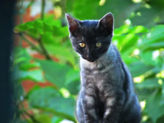 Gato raça Europeu idade 2 a 6 meses nome Não tem