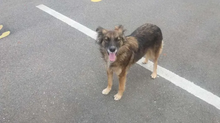Cachorro raça SRD idade 7 a 11 meses nome Sem nome ainda 