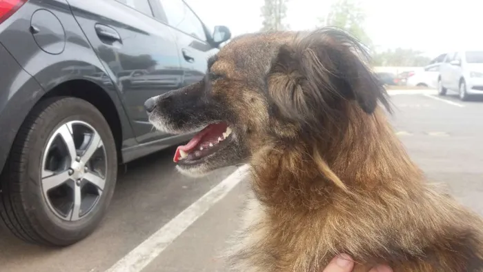 Cachorro raça SRD idade 7 a 11 meses nome Sem nome ainda 