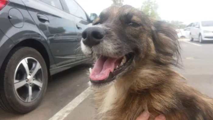 Cachorro raça SRD idade 7 a 11 meses nome Sem nome ainda 