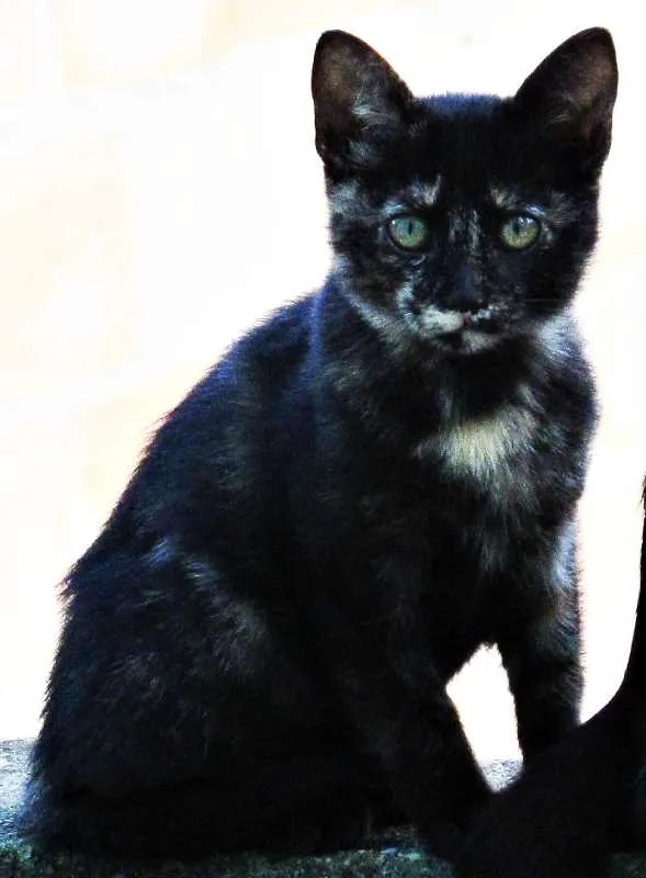 Gato raça Europeu idade 2 a 6 meses nome Não tem