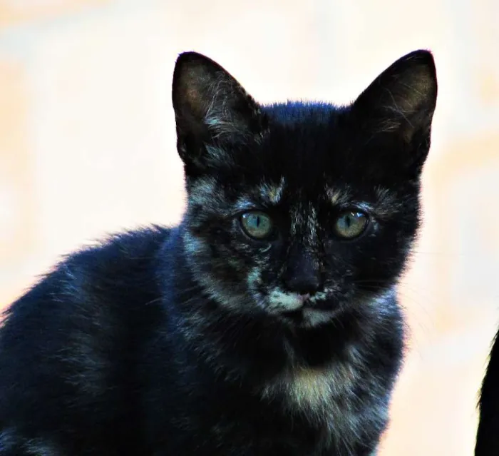 Gato raça Europeu idade 2 a 6 meses nome Não tem