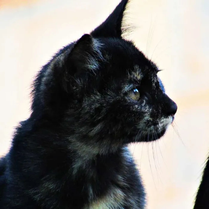 Gato raça Europeu idade 2 a 6 meses nome Não tem
