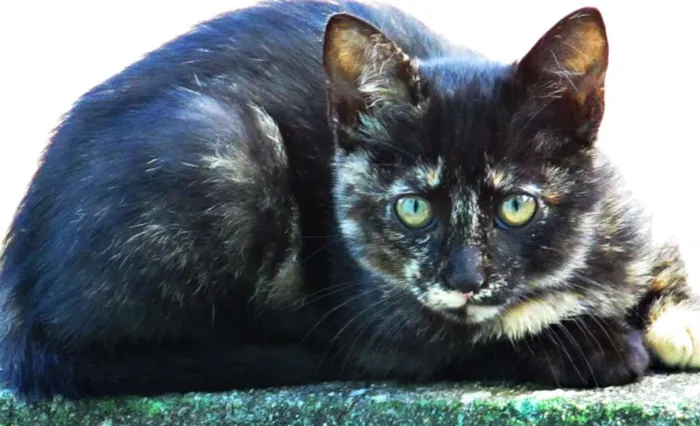 Gato raça Europeu idade 2 a 6 meses nome Não tem