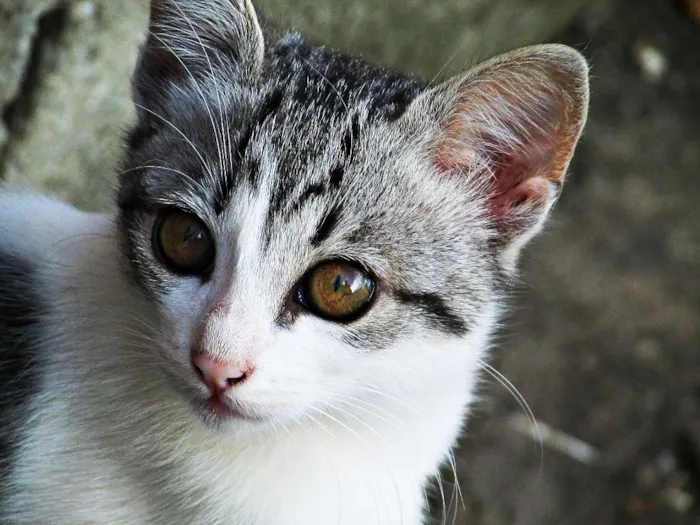 Gato raça Europeu idade 2 a 6 meses nome Não tem