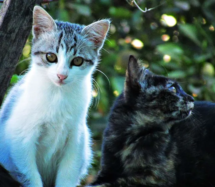 Gato raça Europeu idade 2 a 6 meses nome Não tem