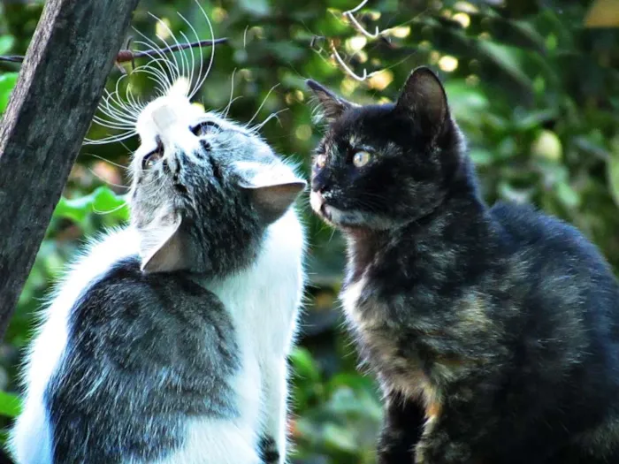 Gato raça Europeu idade 2 a 6 meses nome Não tem