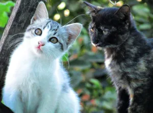 Gato raça Europeu idade 2 a 6 meses nome Não tem
