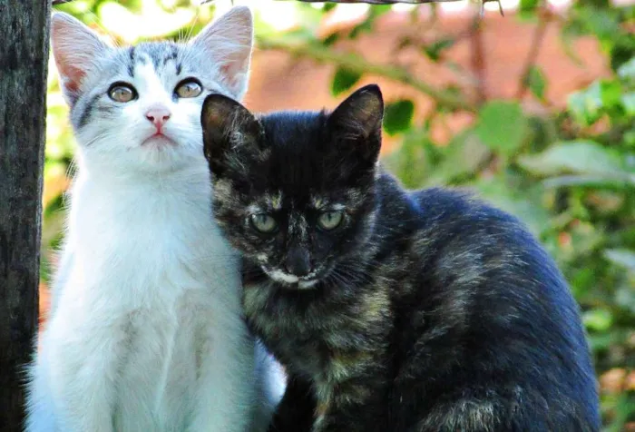 Gato raça Europeu idade 2 a 6 meses nome Não tem