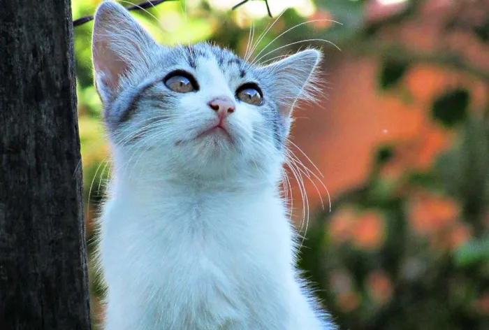 Gato raça Europeu idade 2 a 6 meses nome Não tem