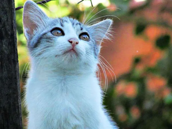 Gato raça Europeu idade 2 a 6 meses nome Não tem