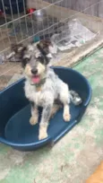 Bob
