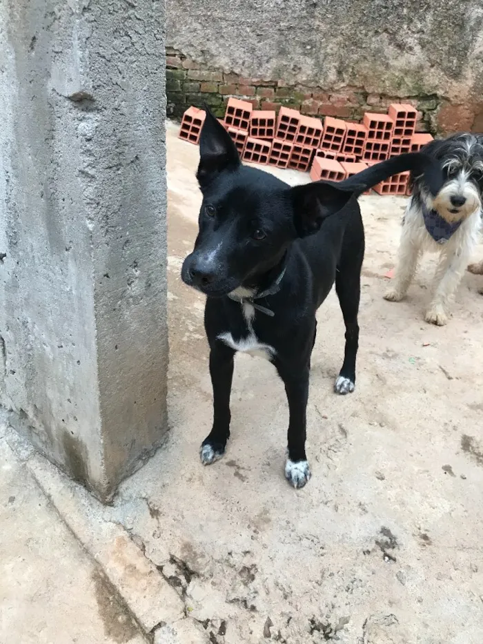 Cachorro ra a SRD idade  nome Spike