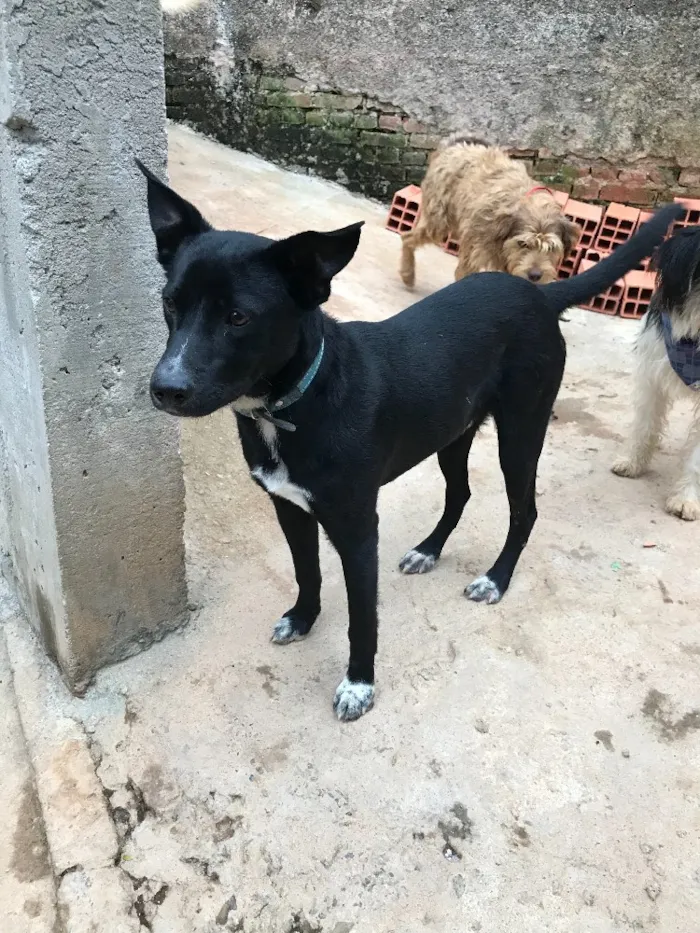 Cachorro ra a SRD idade  nome Spike