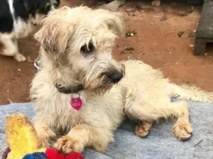 Cachorro raça SRD idade  nome Bellinha
