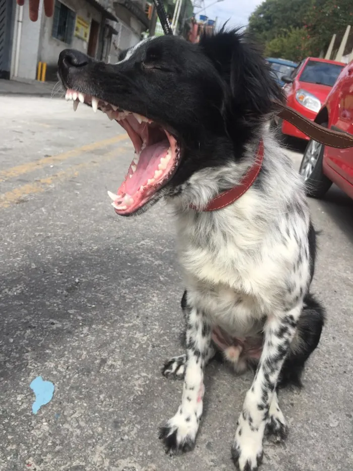 Cachorro ra a Srd idade 1 ano nome Beethoven 