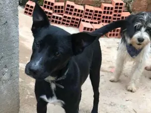 Cachorro raça SRD idade  nome Spike