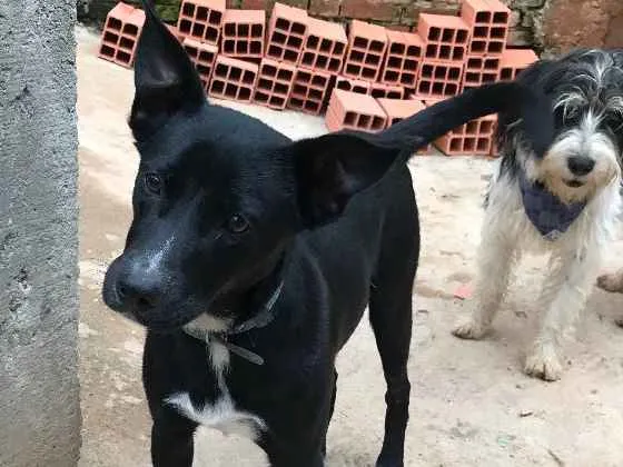 Cachorro ra a SRD idade  nome Spike
