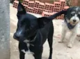 Spike