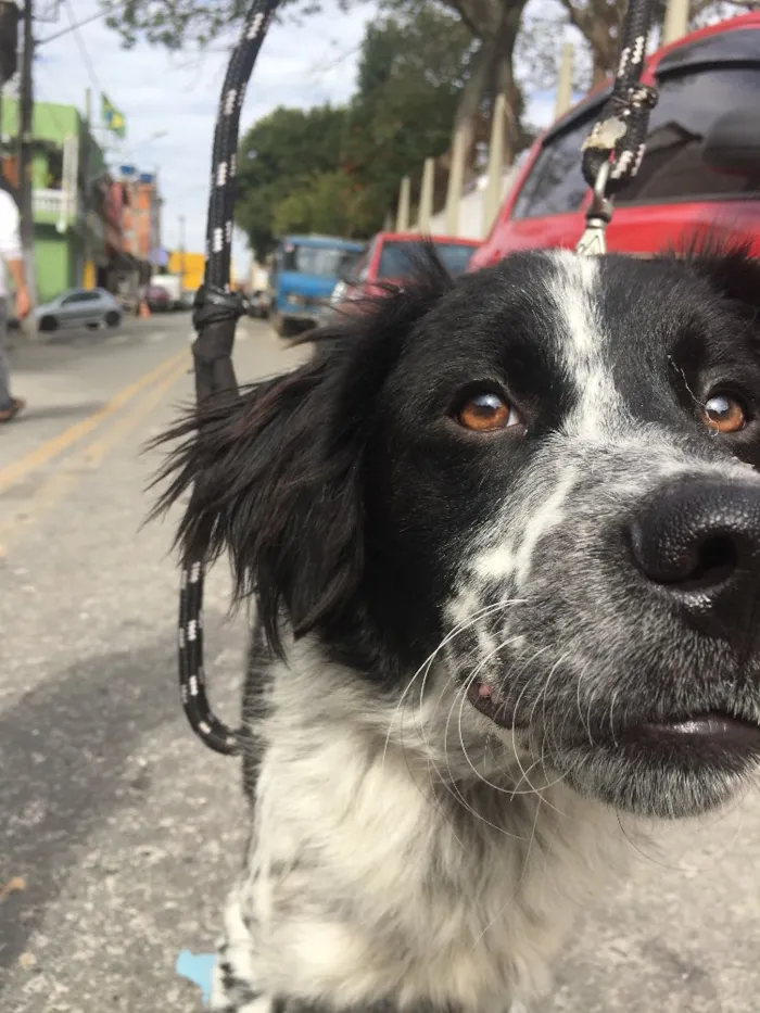 Cachorro ra a Srd idade 1 ano nome Beethoven 