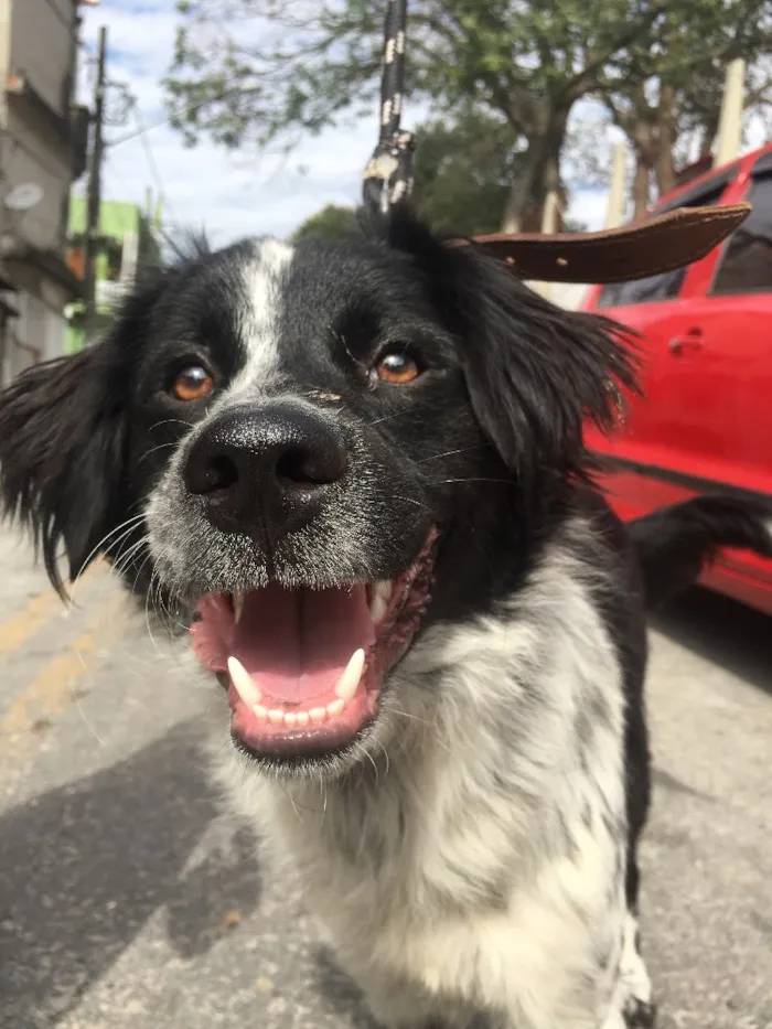 Cachorro ra a Srd idade 1 ano nome Beethoven 