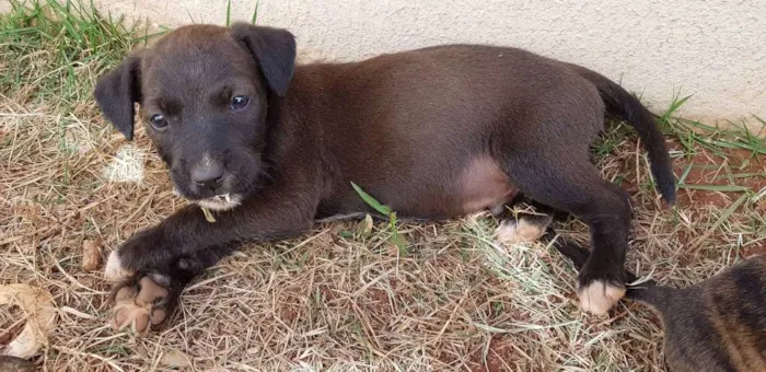 Cachorro ra a SRD idade Abaixo de 2 meses nome sem nome