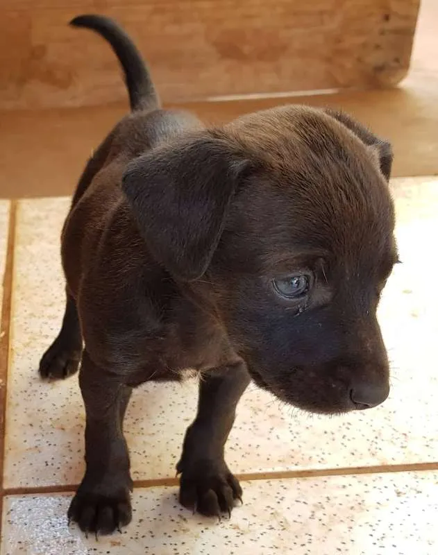 Cachorro ra a SRD idade Abaixo de 2 meses nome sem nome