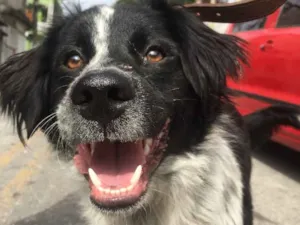 Cachorro raça Srd idade 1 ano nome Beethoven 