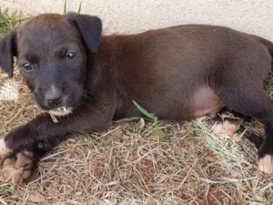 Cachorro raça SRD idade Abaixo de 2 meses nome sem nome