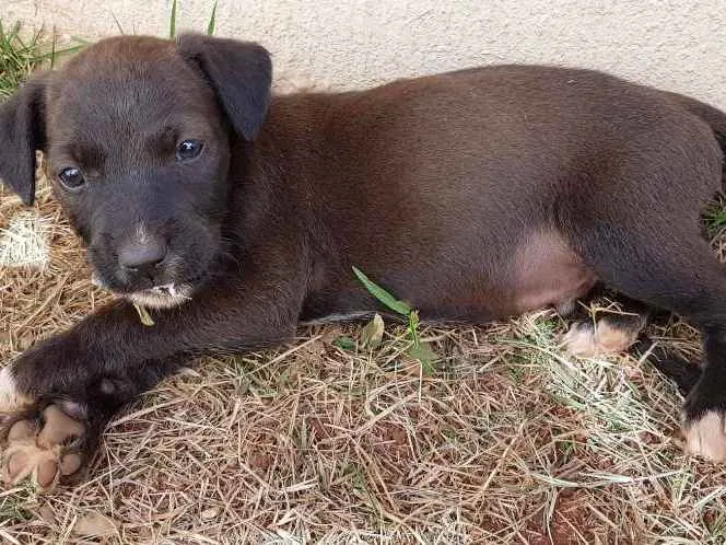 Cachorro ra a SRD idade Abaixo de 2 meses nome sem nome