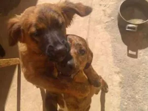 Cachorro raça Não Sei idade 2 a 6 meses nome Thor e outros