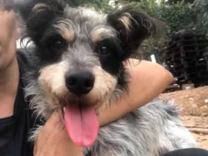 Cachorro raça SRD idade  nome Bob